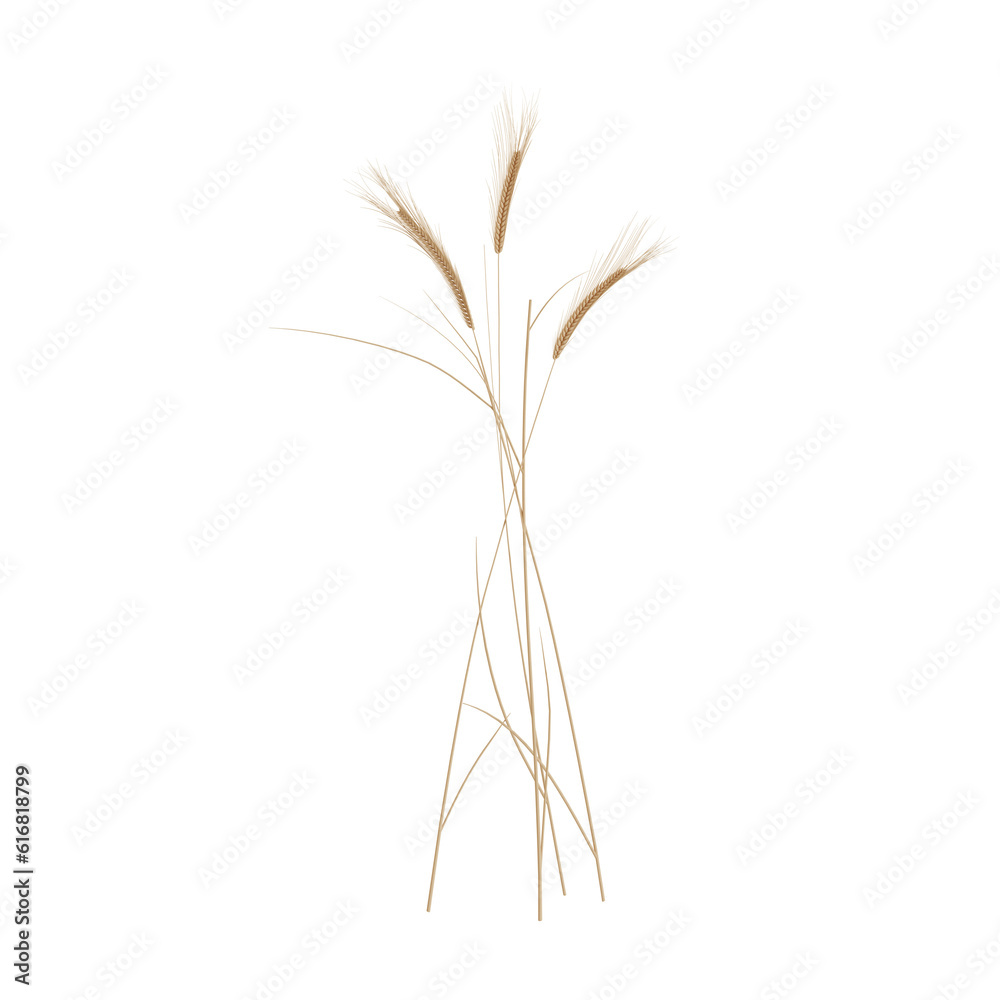 Ears Of Wheat Cut Out. Realistic 3D Render. Ears Of Wheat Cut Out. Realistic 3D Render.