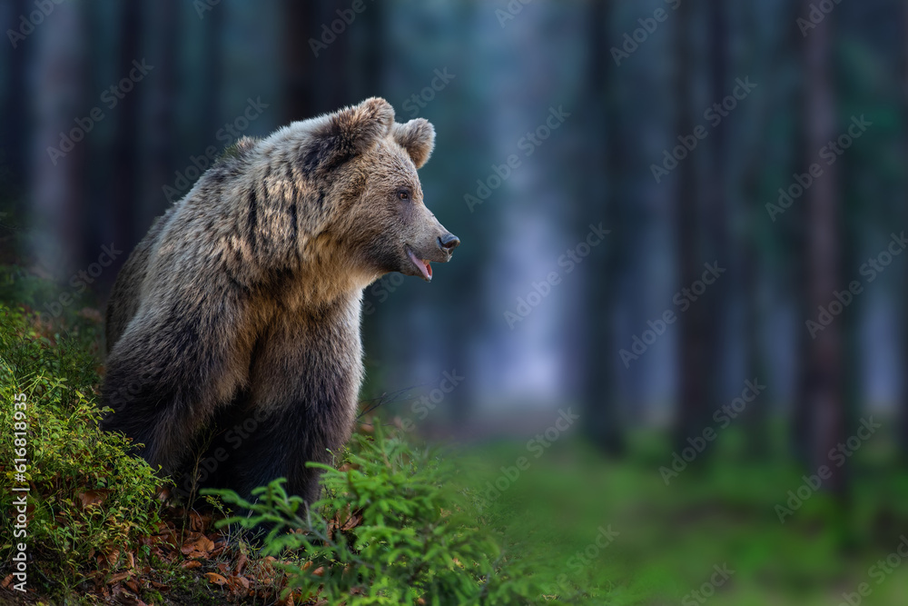 Fototapeta premium Wild Brown Bear (Ursus Arctos) looking in the blue summer forest. Animal in natural habitat
