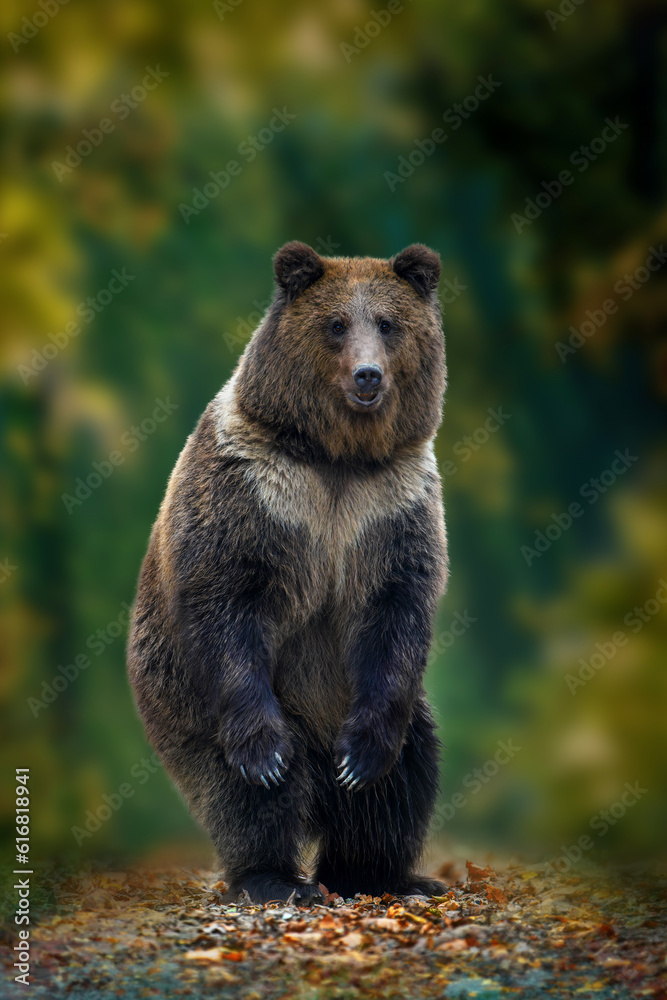 Fototapeta premium Brown bear (Ursus arctos) standing on his hind legs in the autumn forest