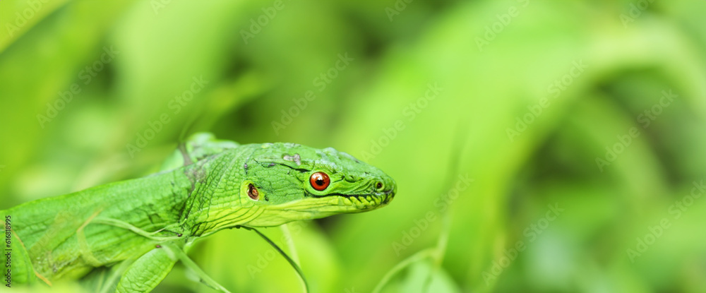 green dragon lizard on natural background created with generative ai technology green dragon lizard on natural background created with generative ai technology
