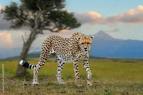 Wild african cheetah in savannah on maout background, beautiful mammal animal