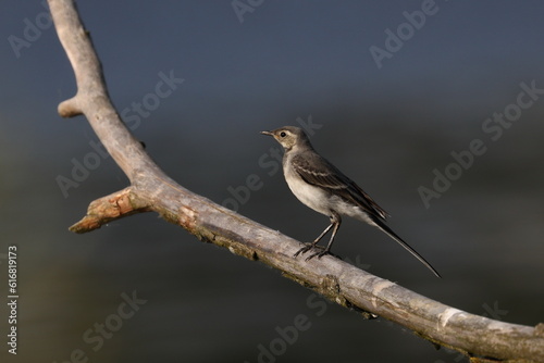 Gray wagtail on a branch, Poland