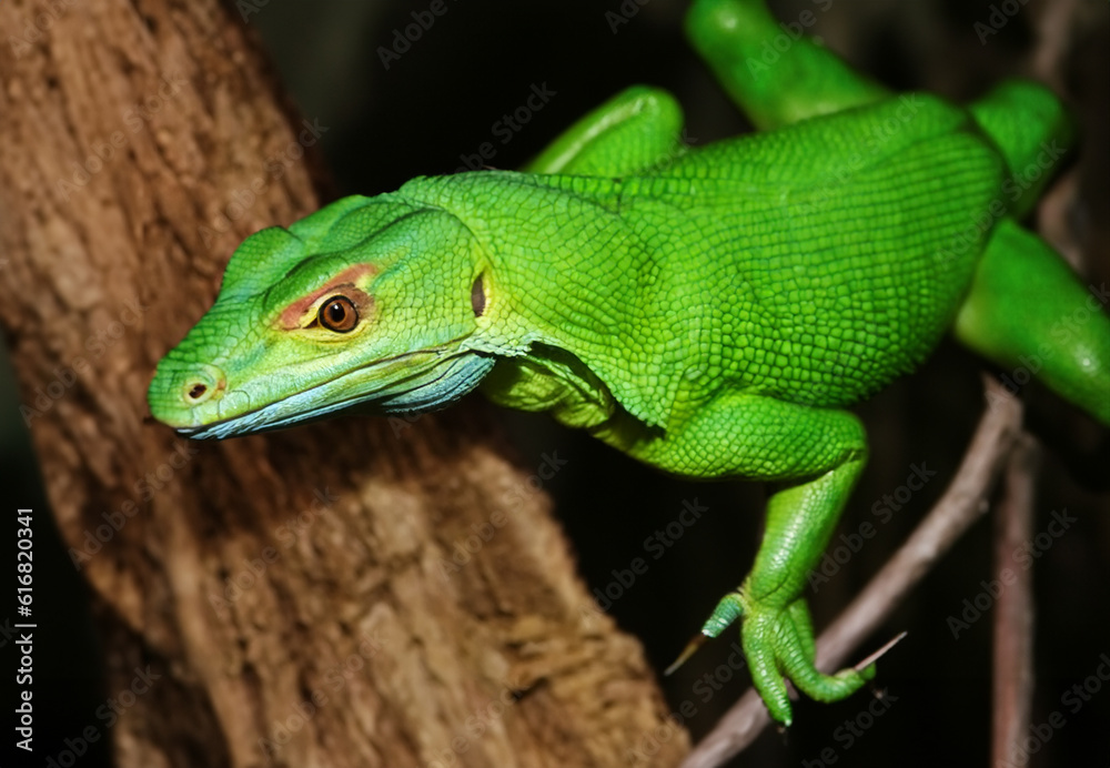 Fototapeta premium green dragon lizard on natural background created with generative ai technology