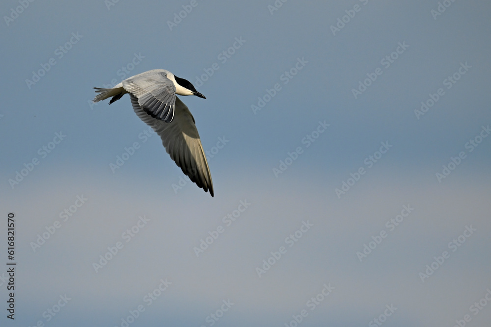 Gull-billed tern // Lachseeschwalbe (Gelochelidon nilotica) - Axios Delta, Greece Gull-billed tern // Lachseeschwalbe (Gelochelidon nilotica) - Axios Delta, Greece