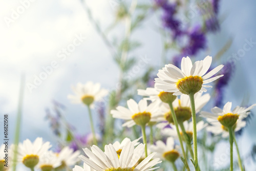 Chamomile flower in the field. Beautiful wild flowers. Flowers grow in the field © Рома Пляшко