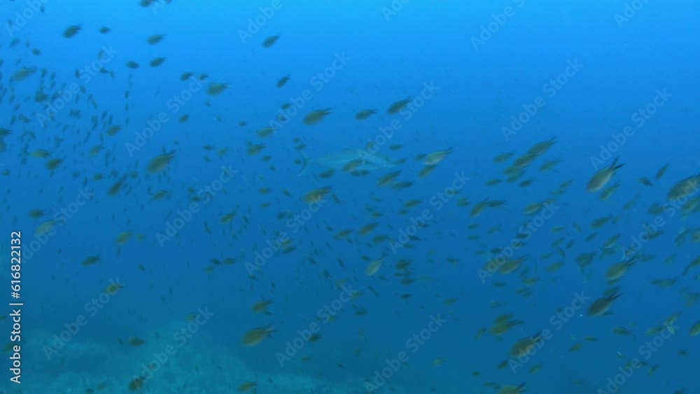Jack fish swiimng close to a damselfish shoal in dark blue water Jack fish swiimng close to a damselfish shoal in dark blue water