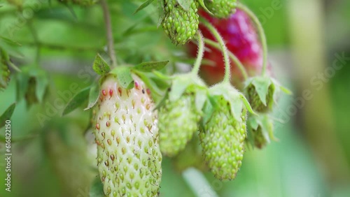 Wallpaper Mural macro. unusual Strawberry close-up on the bush. Torontodigital.ca