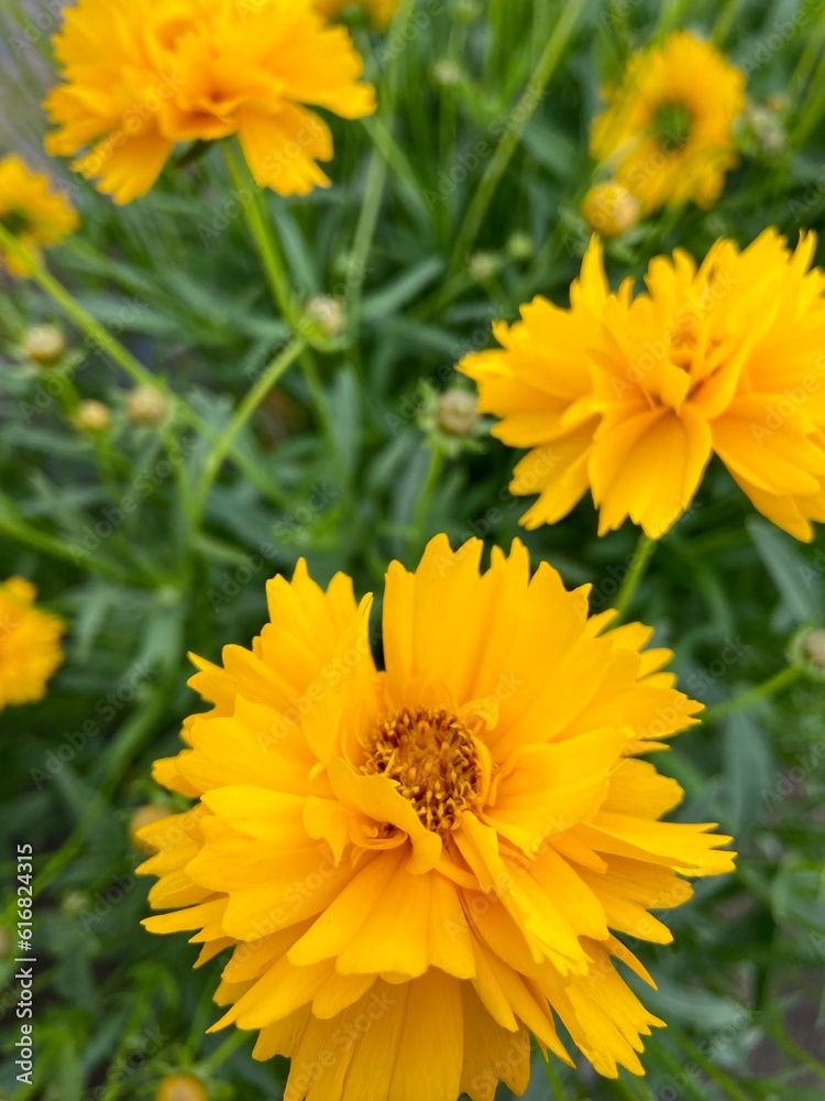 Orange flower background Orange flower background