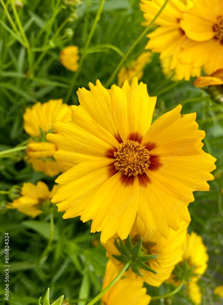 Obraz premium yellow flower