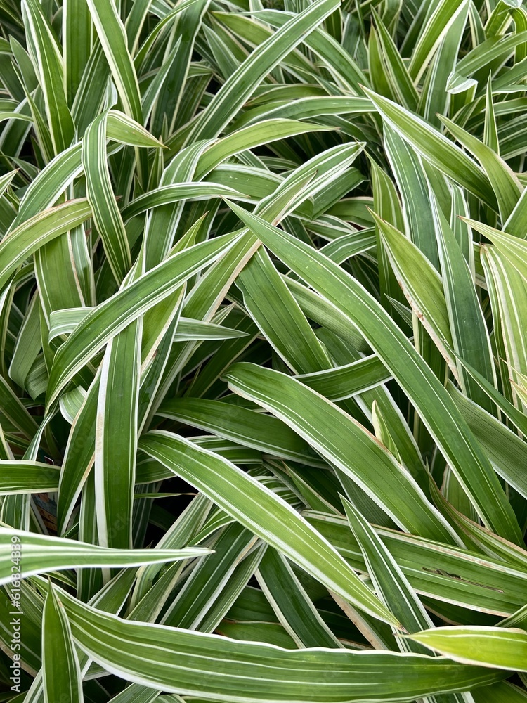 Obraz premium green leaves background