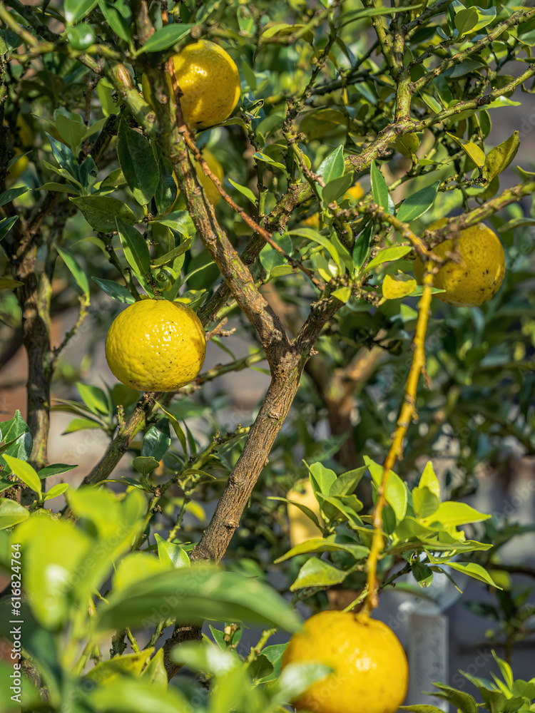Bio organic lemons citrus fruits in a farm