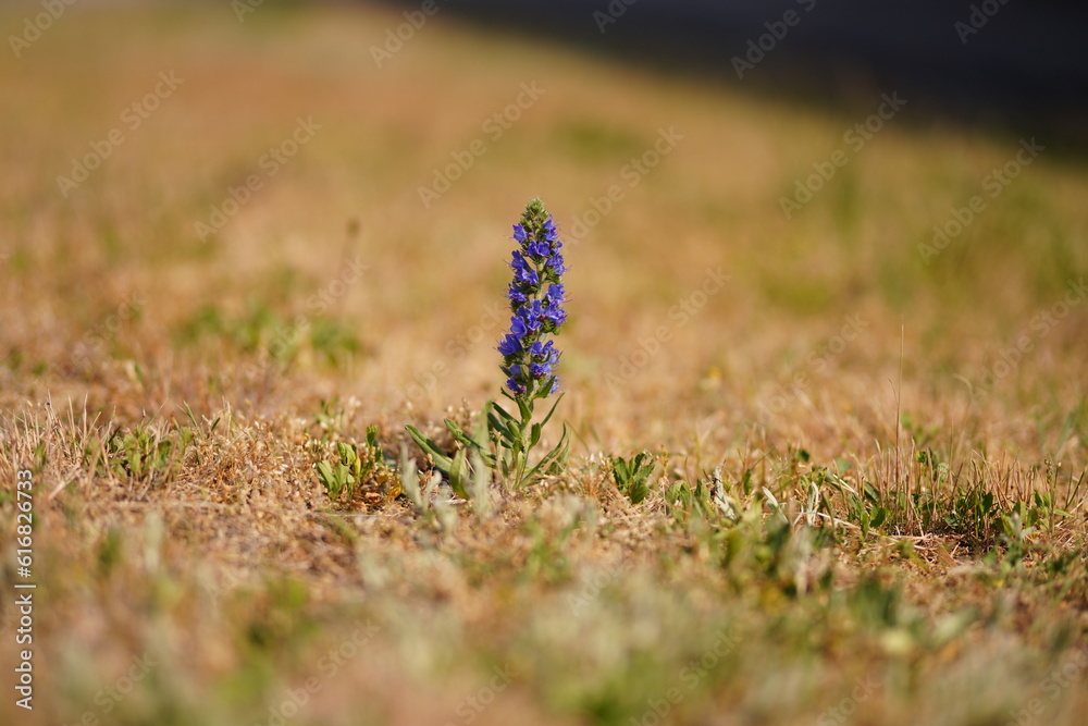 Fioletowy polny kwiat pośród wyschniętej trawy w upalny słoneczny dzień - obrazy, fototapety, plakaty 