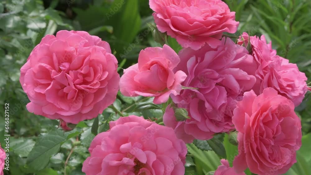 beautiful warm pink color roses blossom bush in garden . close up footage beautiful warm pink color roses blossom bush in garden . close up footage