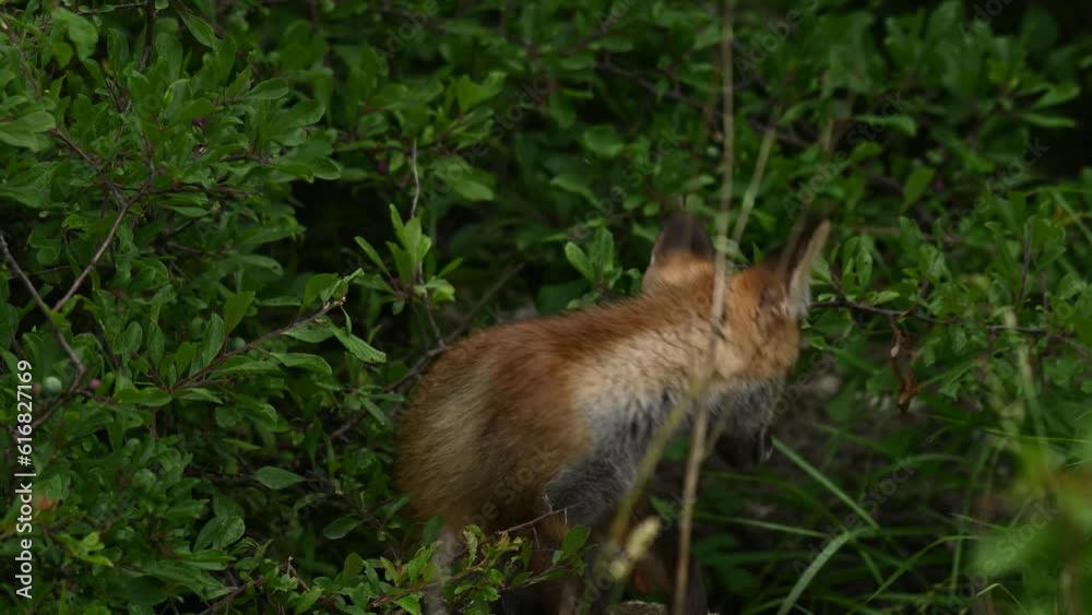 Cute young red fox Vulpes vulpes. The fox cub is hiding in the bushes. Slow motion. Cute young red fox Vulpes vulpes. The fox cub is hiding in the bushes. Slow motion.
