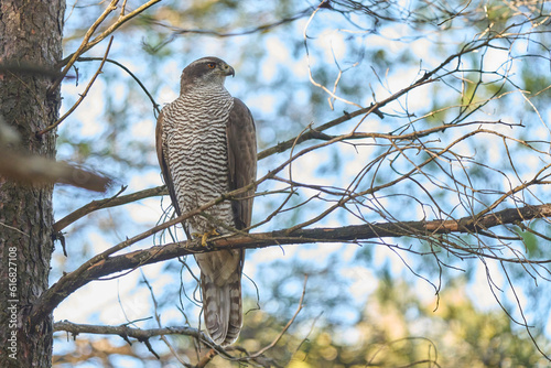 northern goshawk into the tree pines forest photo