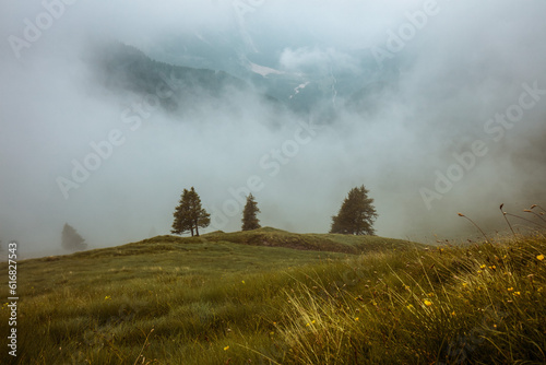 landscape with hills  grass  trees and fog