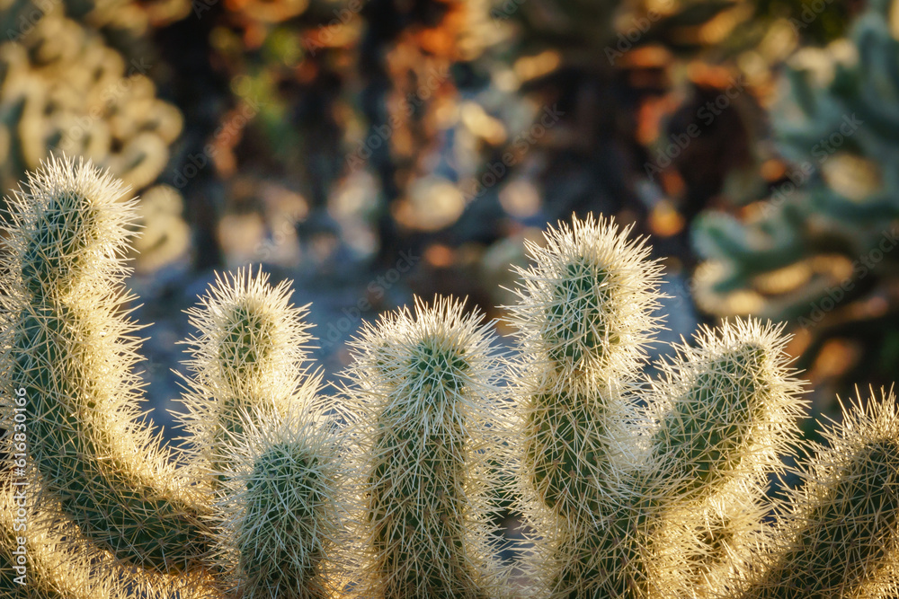 cholla cactus at sunrise in joshua tree national park california usa cholla cactus at sunrise in joshua tree national park california usa