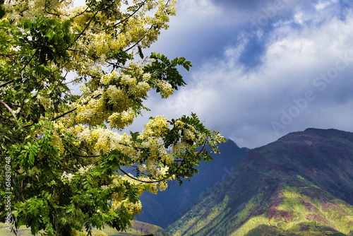 Golden shower tree in bloom with West maui mountains in the background..