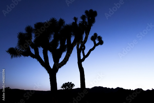 Joshua Tree