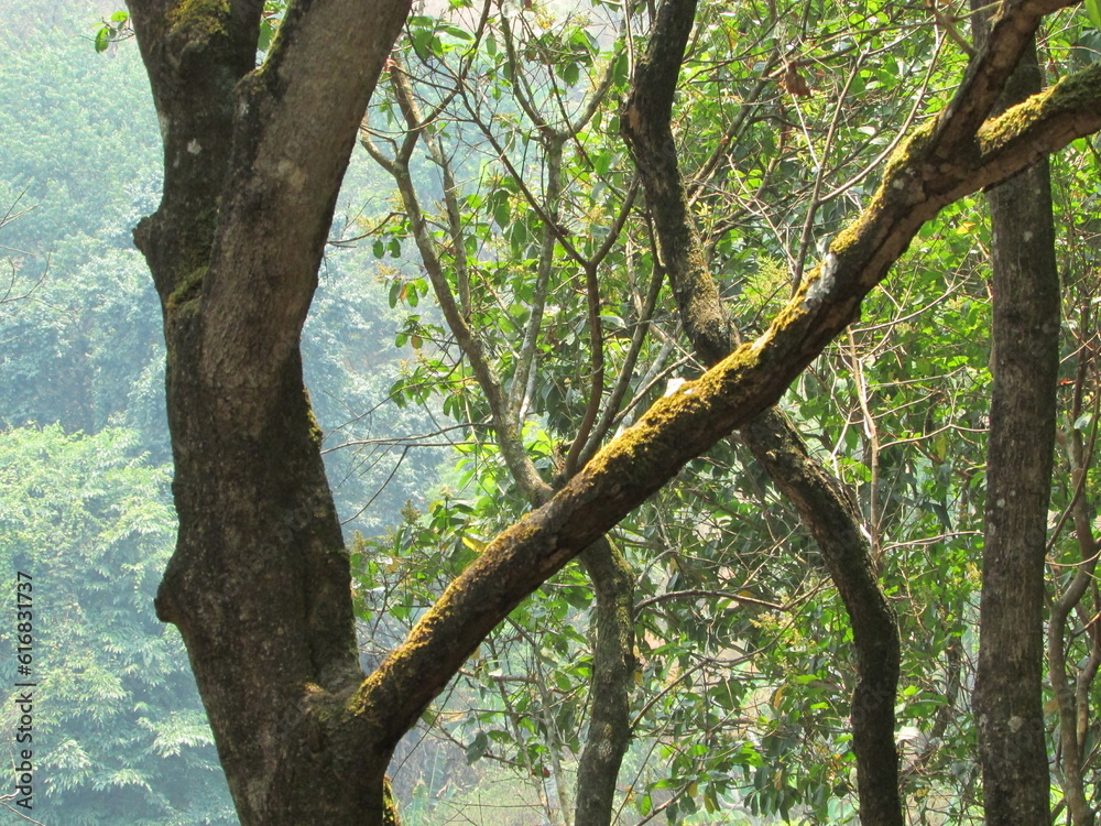 Chiang Dao National Park and jungles Chiang Dao National Park and jungles