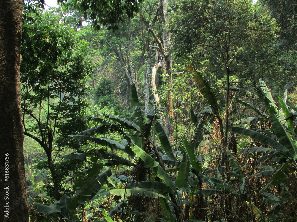 Fototapeta premium Chiang Dao National Park and jungles