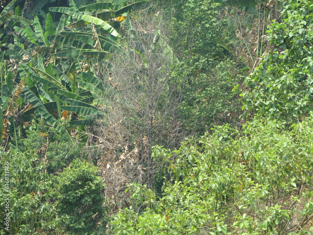 Fototapeta premium Chiang Dao National Park and jungles