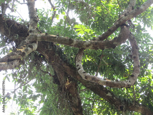 Chiang Dao National Park and jungles