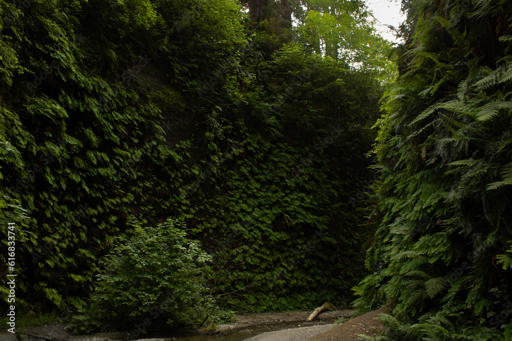 Obraz premium Fern canyon, Jurassic Park Film location