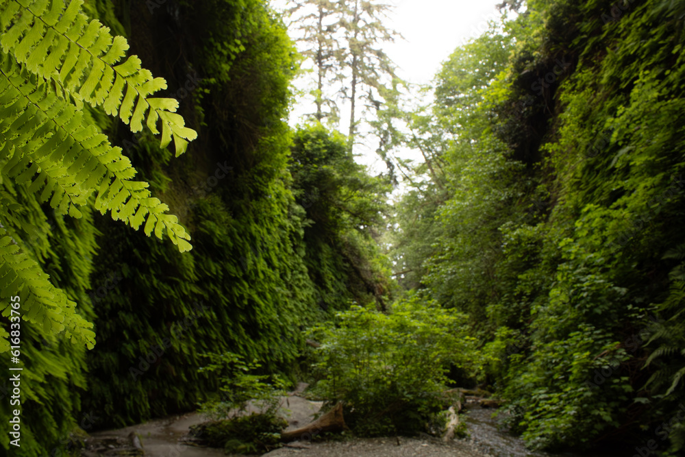 Fern Canyon, Redwood National Park, Jurassic Park film location Fern Canyon, Redwood National Park, Jurassic Park film location