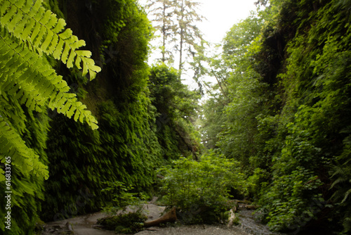 Fern Canyon  Redwood National Park  Jurassic Park film location