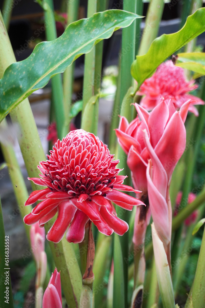 Foto de Torch ginger (Etlingera elatior) also known as ginger flower