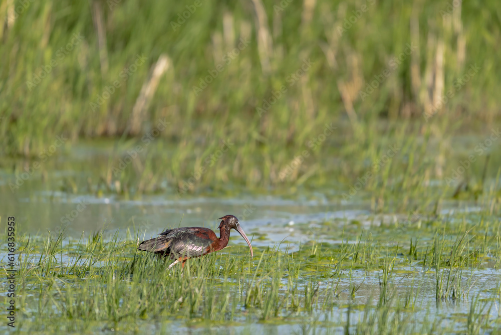 Glossy Ibis (Plegadis falcinellus) Searching for Food in a Marsh Glossy Ibis (Plegadis falcinellus) Searching for Food in a Marsh
