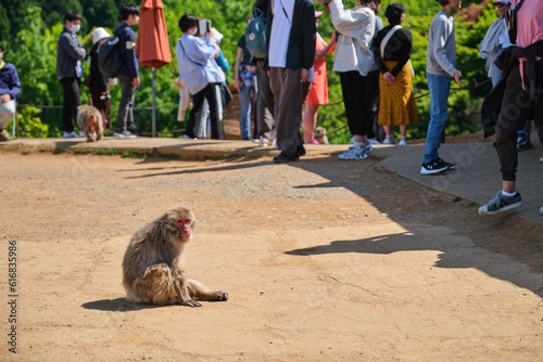 Japanese Macaque and tourists at Arashiyama Monkey Park Iwatayama in Kyoto, Japan. photo