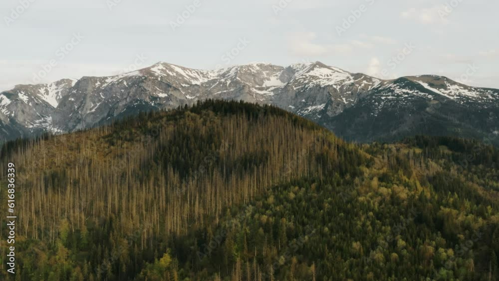 Top view mountain peaks covered with snow in soft morning or evening sunlight, stunning aerial drone shot mountains and green hills with pine trees, spring season mountain range landscape Top view mountain peaks covered with snow in soft morning or evening sunlight, stunning aerial drone shot mountains and green hills with pine trees, spring season mountain range landscape