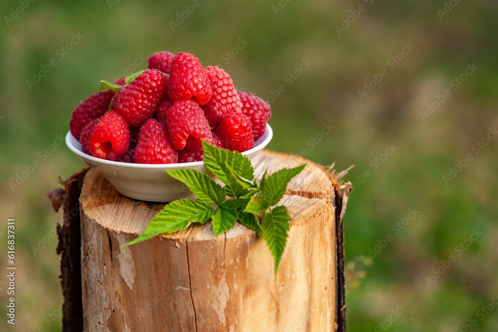 Freshly picked large raspberries lie in a bowl on a stump and are illuminated by the light of sunset