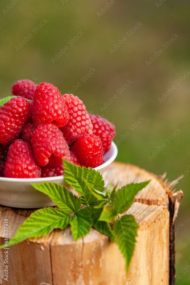 Large ripe raspberries on a stump in the rays of sunset
