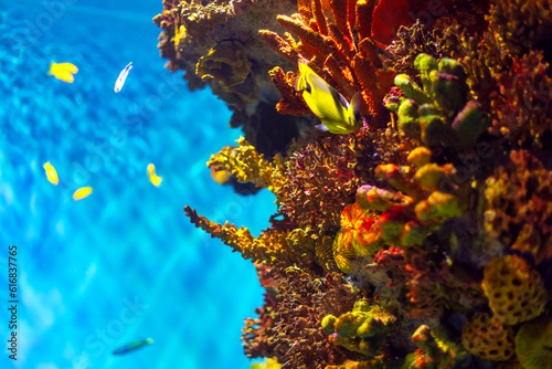Underwater view of coral reef with fish and corals in the Red Sea