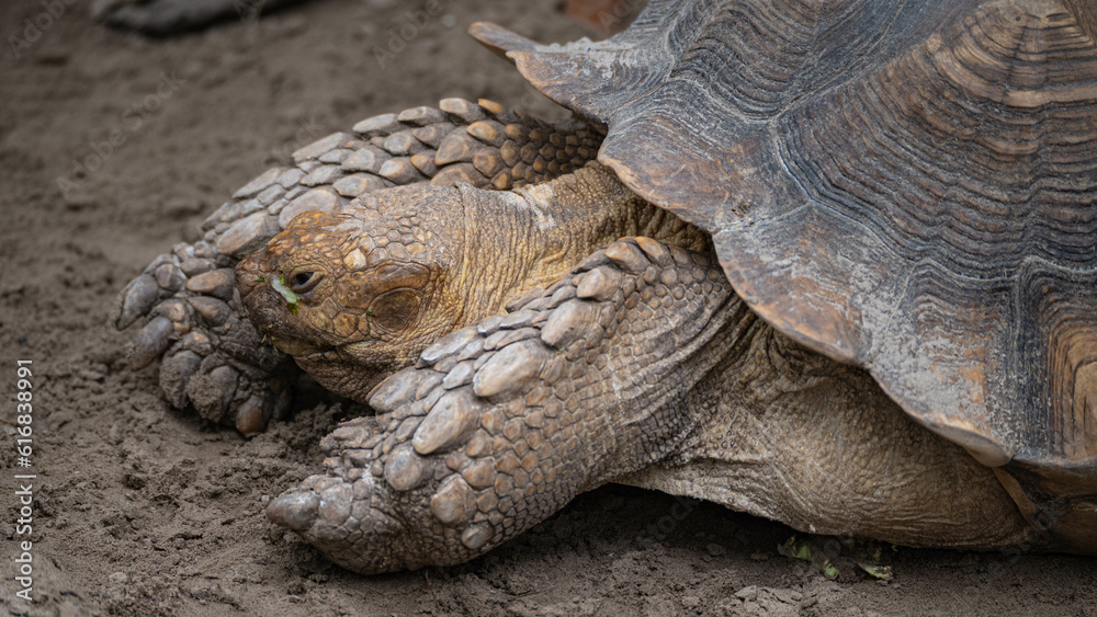 Close up shot of a African spurred tortoise turtle at Hoenderdaell zoo in Anna Paulowna, Noord holland (noord-holland), the Netherlands Close up shot of a African spurred tortoise turtle at Hoenderdaell zoo in Anna Paulowna, Noord holland (noord-holland), the Netherlands