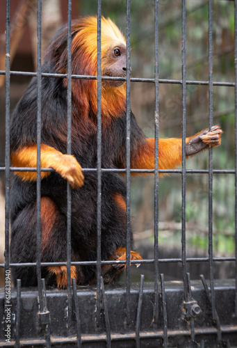 Golden headed lion tamarin in its enclosure at Hoenderdaell zoo in Anna Paulowna, Noord holland (noord-holland), the Netherlands