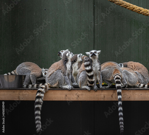 Ring-tailed lemurs eat a variety of vegetables in their enclosure and are making funny faces at Hoenderdaell zoo in Anna Paulowna, North holland (noord-holland), the Netherlands photo