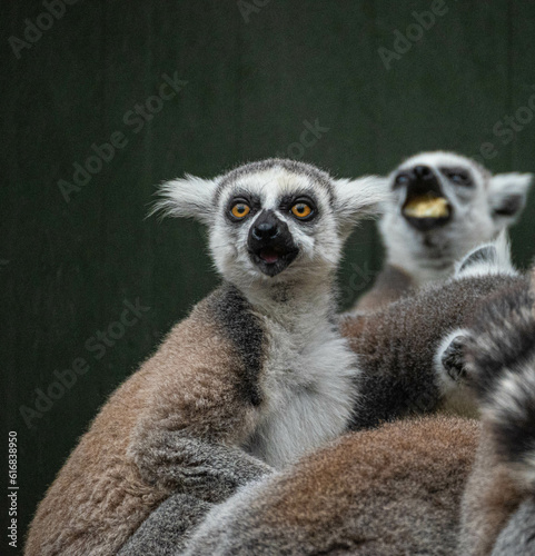Ring-tailed lemur eat a variety of vegetables in their enclosure at Hoenderdaell zoo in Anna Paulowna, North holland (noord-holland), the Netherlands photo