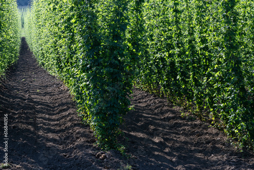 Hopfen Reihen mit frischem Substrat photo