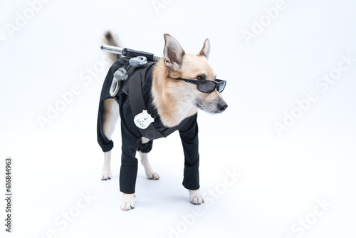 Cachorro fantasiado de policial e armado