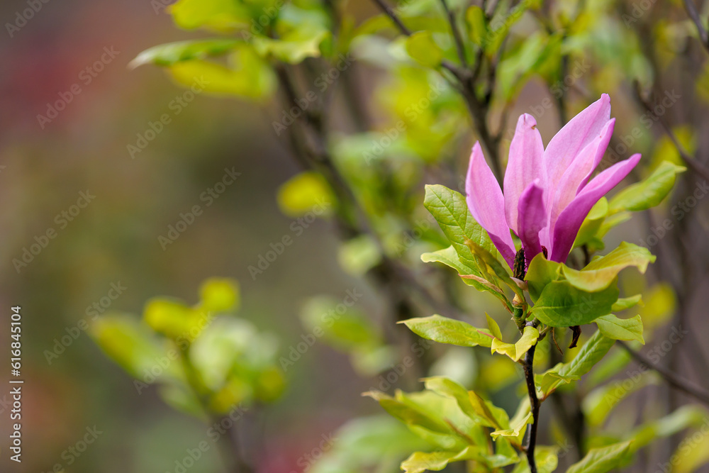 Obraz premium Blooming magnolia. Flower close-up. Greening the urban environment. Background with selective focus