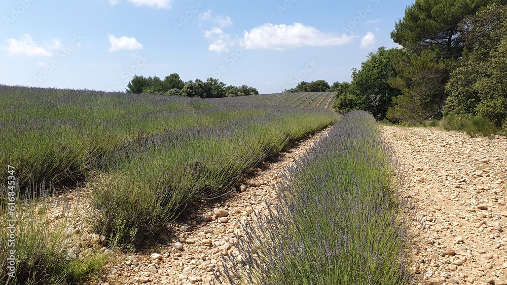 Obraz premium Provence