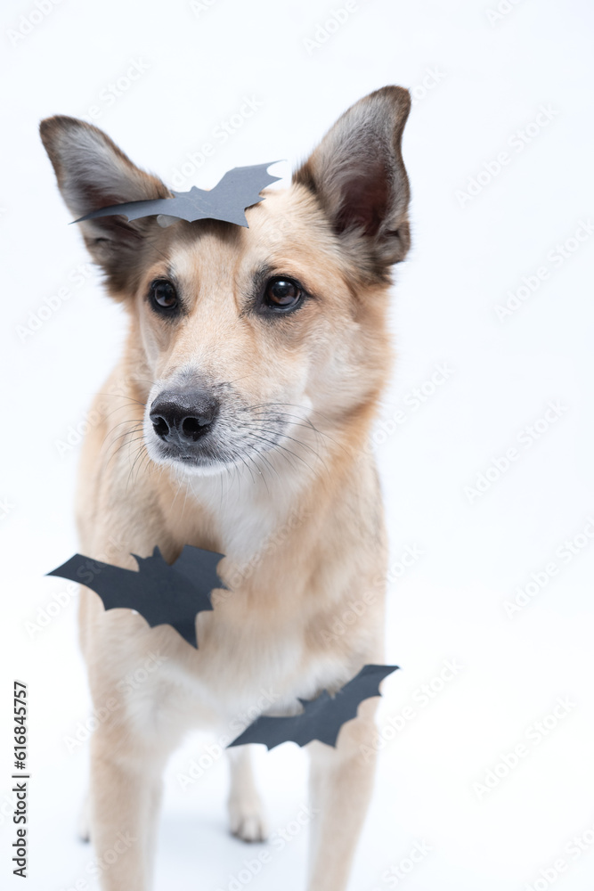 cachorro com fantasia de morcego para Halloween 