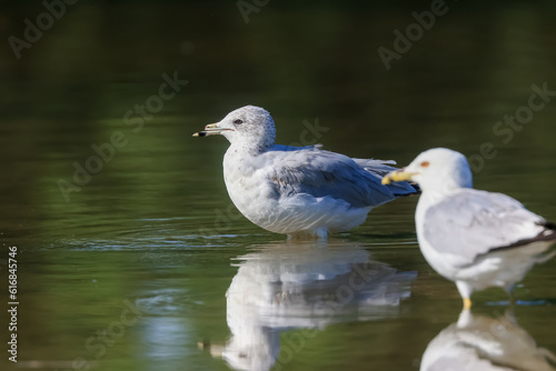 Close up view of Fulmer birds in the lake with reflection.