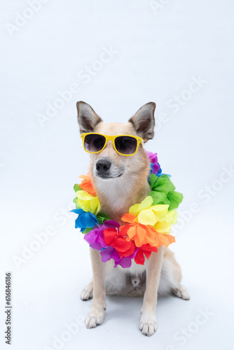 Fototapeta Naklejka Na Ścianę i Meble -  Cachorro com colar de flores para carnaval ou fantasia de havaiano