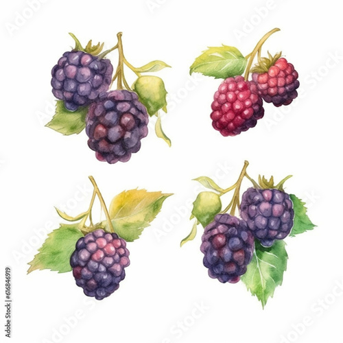 Blackberry in watercolor image.