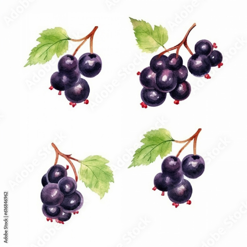 Blackcurrant in a watercolor illustration.